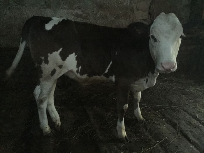 image - Alte vacute-1