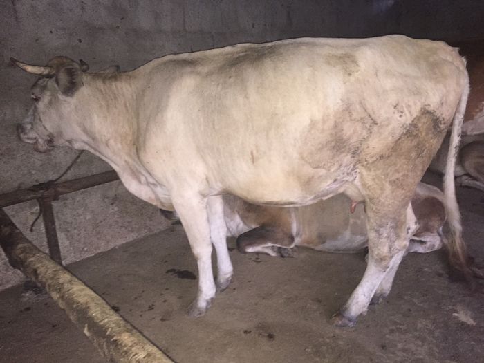 image - Alte Vacute-2