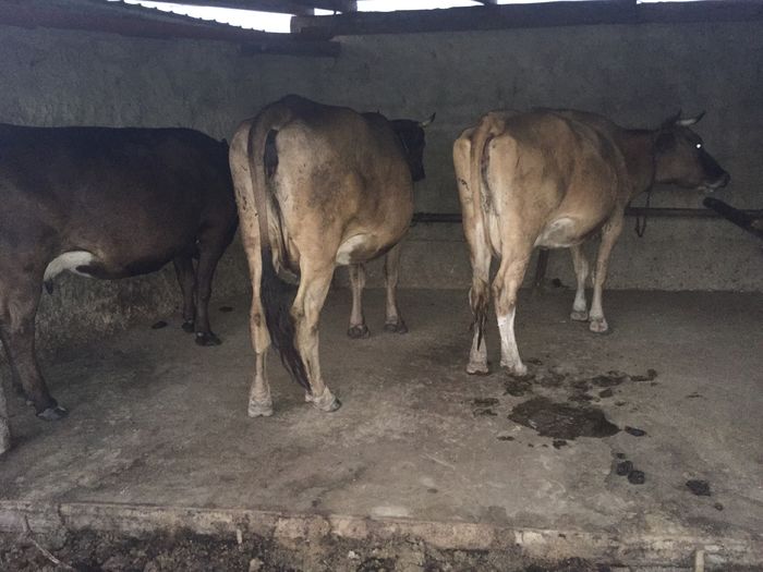 image - Alte Vacute-2