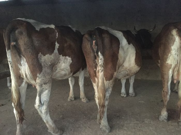 image - Alte Vacute-2