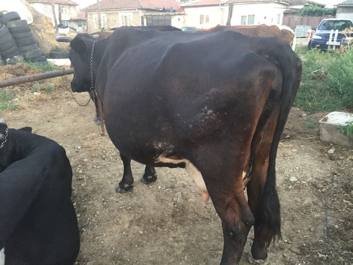 image - Vacuta Sielo