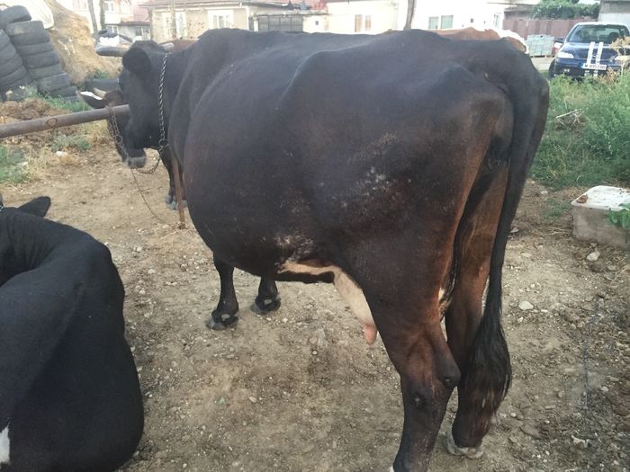 image - Vacuta Sielo