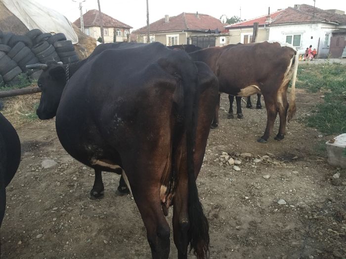 image - Vacuta Sielo