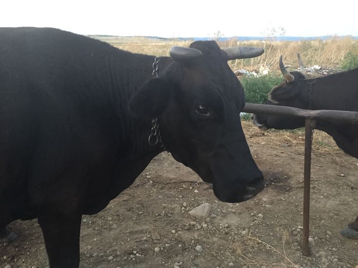 image - Vacuta Sielo