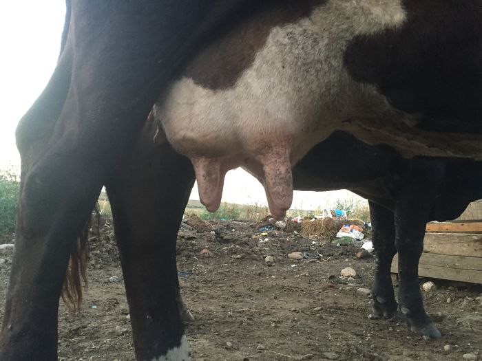 image - Vacuta Sielo