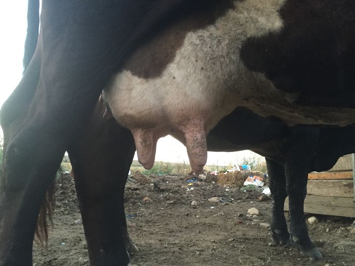 image - Vacuta Sielo