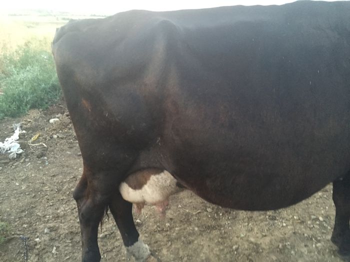 image - Vacuta Sielo