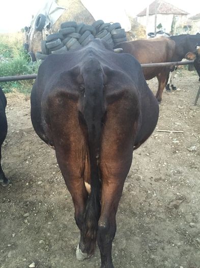 image - Vacuta Sielo