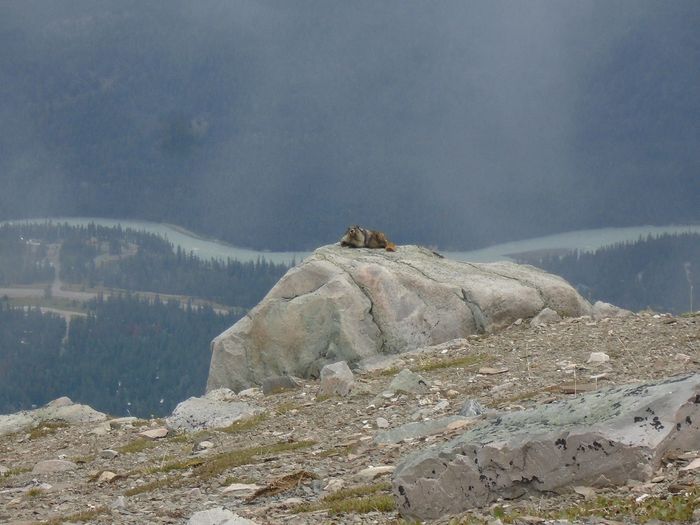 mm3_jasper_088_18072016_skytram - Jasper National Park