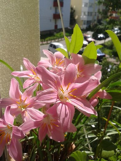 20160721_100033 - VARA SUFLETULUI MEU