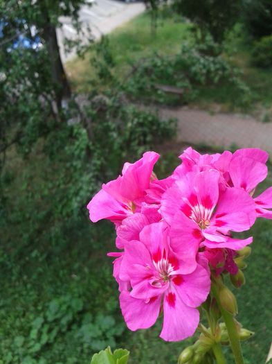 20160723_152931 - VARA SUFLETULUI MEU