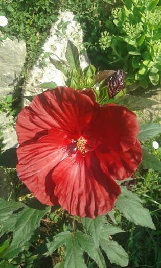 20160724_090920 - TRANDAFIRI 2016 III