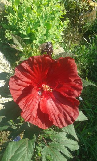 20160724_090913 - TRANDAFIRI 2016 III