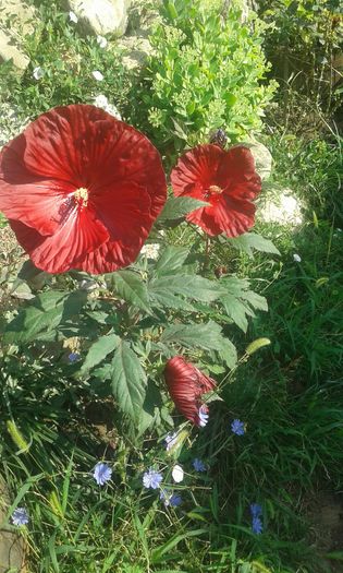 20160724_090900 - TRANDAFIRI 2016 III