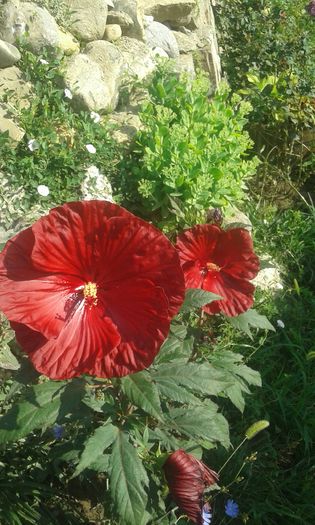 20160724_090854 - TRANDAFIRI 2016 III