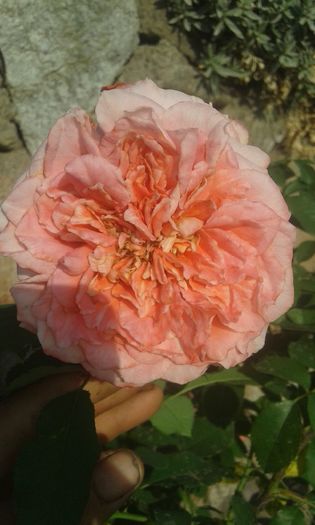 20160724_090811 - TRANDAFIRI 2016 III