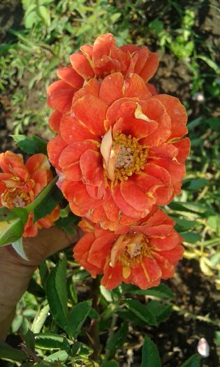 20160724_090341 - TRANDAFIRI 2016 III