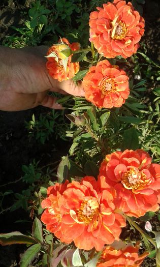 20160724_090323 - TRANDAFIRI 2016 III