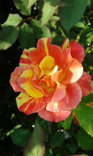 20160724_085124 - TRANDAFIRI 2016 III