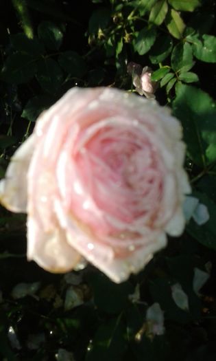 20160724_085117 - TRANDAFIRI 2016 III