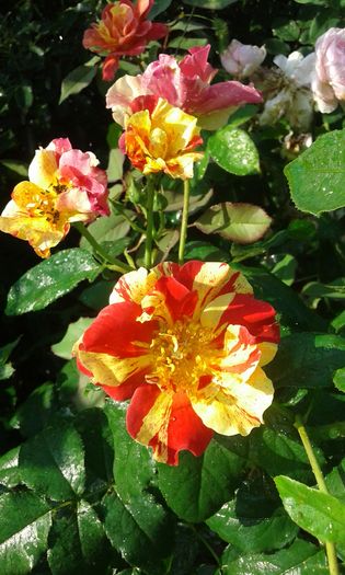 20160724_085101 - TRANDAFIRI 2016 III