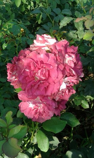 20160724_084806 - TRANDAFIRI 2016 III