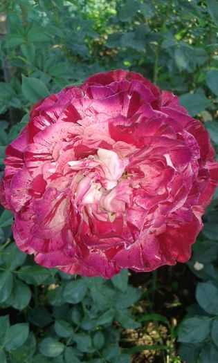 20160724_084645 - TRANDAFIRI 2016 III