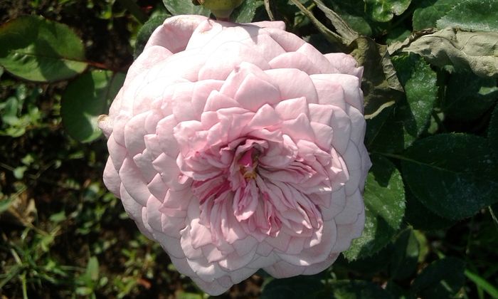 20160724_084618 - TRANDAFIRI 2016 III