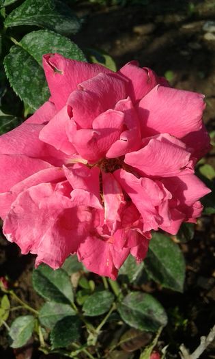 20160724_084558 - TRANDAFIRI 2016 III