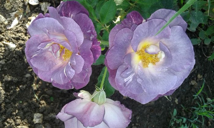 20160724_084551 - TRANDAFIRI 2016 III