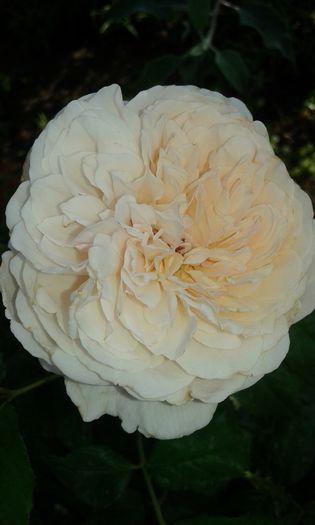 20160724_084532 - TRANDAFIRI 2016 III