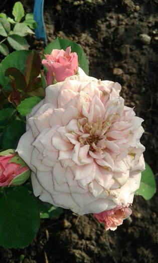 20160724_084516 - TRANDAFIRI 2016 III