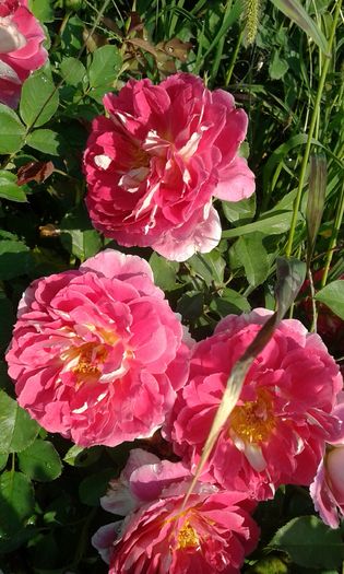 20160724_084442 - TRANDAFIRI 2016 III