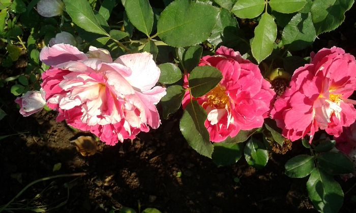 20160724_084339 - TRANDAFIRI 2016 III