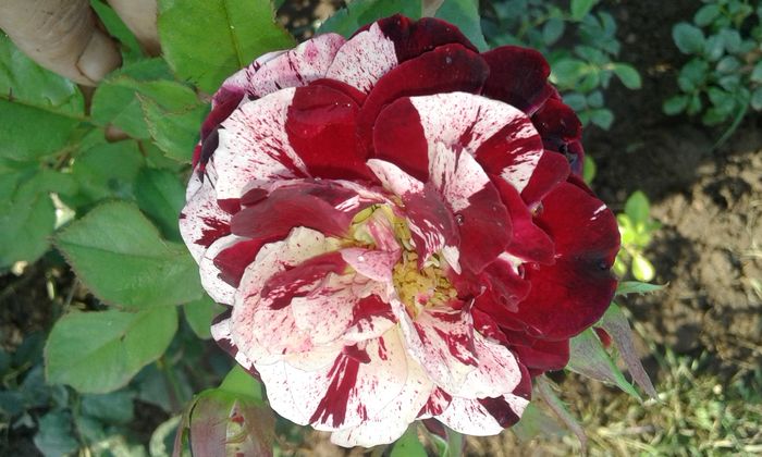 20160724_084258 - TRANDAFIRI 2016 III