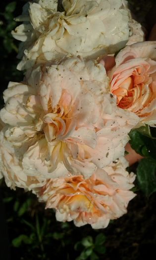 20160724_084229 - TRANDAFIRI 2016 III