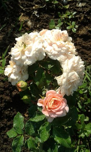 20160724_084212 - TRANDAFIRI 2016 III