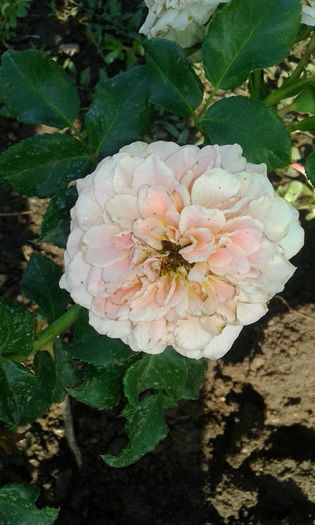 20160724_084200 - TRANDAFIRI 2016 III