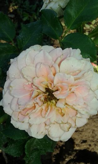 20160724_084156 - TRANDAFIRI 2016 III