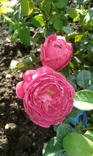 20160724_084124 - TRANDAFIRI 2016 III