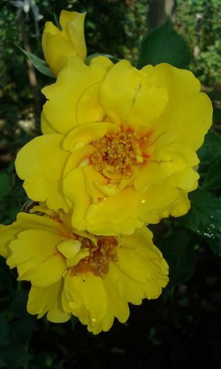 20160724_084049 - TRANDAFIRI 2016 III