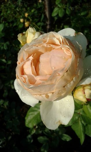 20160724_084002 - TRANDAFIRI 2016 III