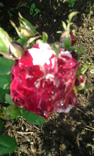 20160724_083956 - TRANDAFIRI 2016 III