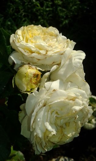 20160724_083859 - TRANDAFIRI 2016 III