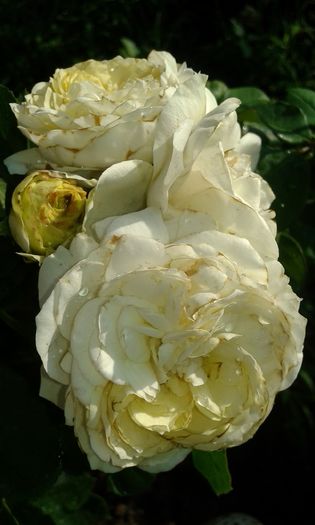 20160724_083853 - TRANDAFIRI 2016 III