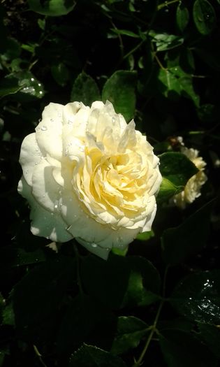 20160724_083840 - TRANDAFIRI 2016 III