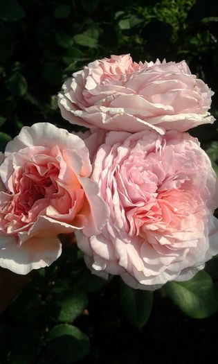 20160724_083829 - TRANDAFIRI 2016 III