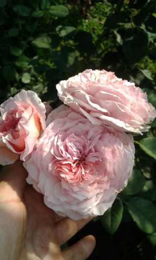 20160724_083823 - TRANDAFIRI 2016 III