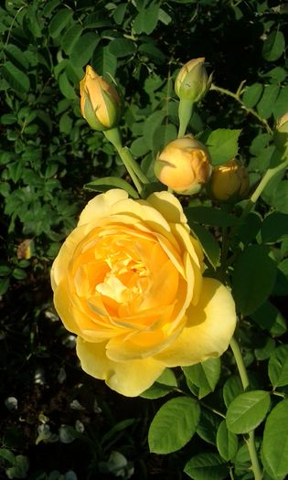 20160724_083616 - TRANDAFIRI 2016 III