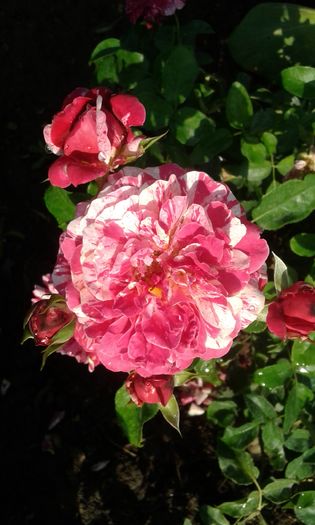 20160724_083515 - TRANDAFIRI 2016 III